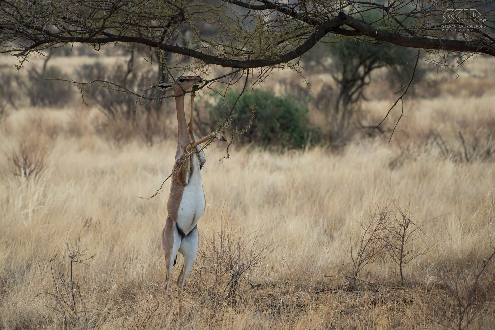 Samburu - Gerenuk The gerenuk, also called Waller's gazelle or Giraffe gazelle (Litocranius walleri) is a thin and long-necked antelope that eats leaves, branches and twigs from acacias and dry thorn bush scrubs. These gazelles can only found in northern Kenya. Stefan Cruysberghs